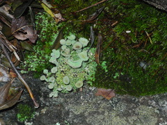 Cladonia grayi