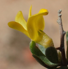 Aspalathus spinosa glauca