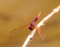 Trithemis annulata