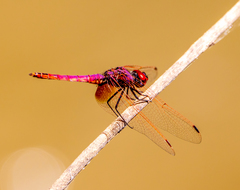 Trithemis annulata