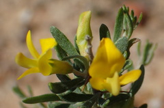 Aspalathus spinosa glauca