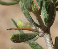 Aspalathus spinosa glauca