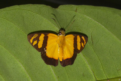 Entheus bombus
