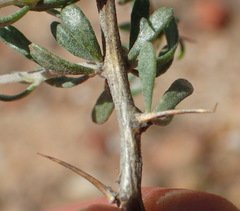 Aspalathus spinosa glauca