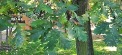 Quercus robur