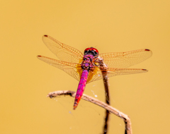 Trithemis annulata