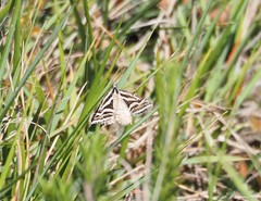 Dichromodes confluaria