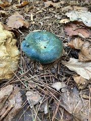 Lactarius indigo