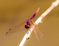 Trithemis annulata