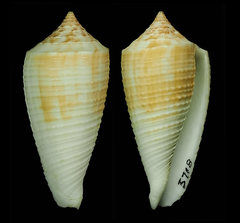 Conus asiaticus