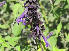 Xylocopa sonorina