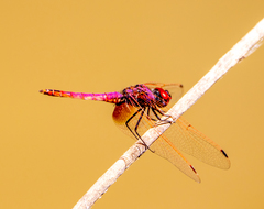 Trithemis annulata
