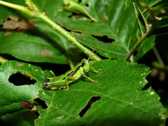 Odontopodisma schmidtii