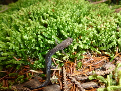 Plethodon nettingi