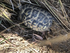 Testudo hermanni hermanni