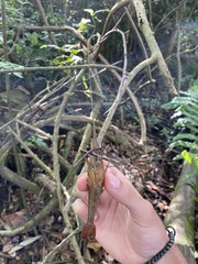 Macrobrachium acanthurus