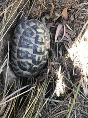 Testudo hermanni hermanni