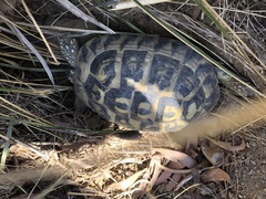 Testudo hermanni hermanni