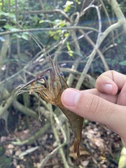 Macrobrachium acanthurus