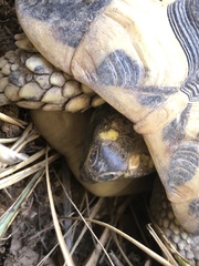 Testudo hermanni hermanni