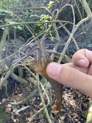 Macrobrachium acanthurus