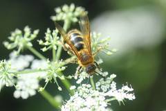 Megacampsomeris prismatica