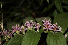 Tricyrtis hirta