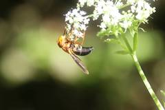 Volucella linearis