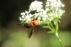 Volucella linearis