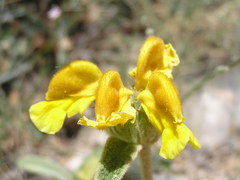 Phlomis cretica