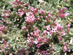 Asperula idaea