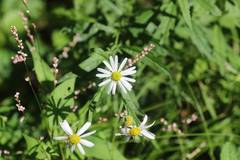 Aster pinnatifidus