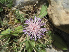 Centaurea raphanina raphanina