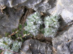 Paronychia macrosepala