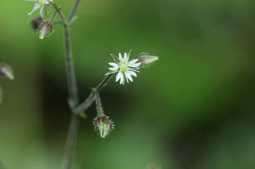 Stellaria monosperma iNat (2)