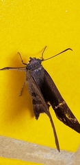 Hesperiidae