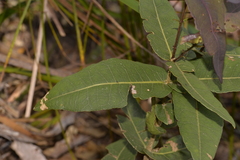 Notelaea venosa
