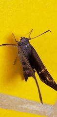 Hesperiidae