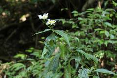 Aster ageratoides ageratoides