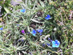 Anchusa cespitosa