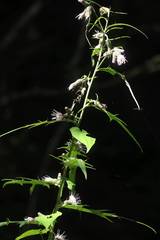 Cirsium microspicatum microspicatum