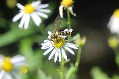 Megacampsomeris prismatica