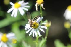 Megacampsomeris prismatica