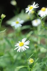 Aster pinnatifidus