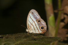 Magneuptychia harpyia