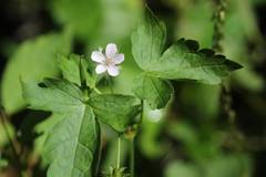 Geranium wilfordii