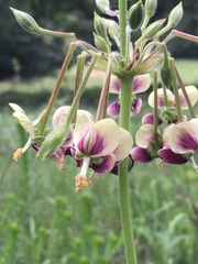 Pelargonium schlechteri