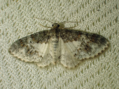 Hydrelia lucata