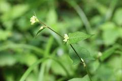 Persicaria thunbergii