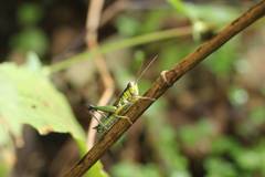 Parapodisma tenryuensis